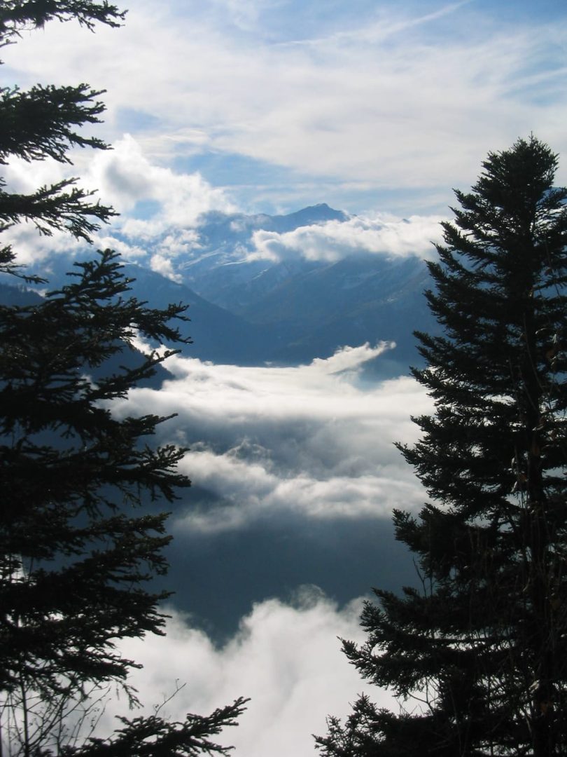 Blog 1 Trees
